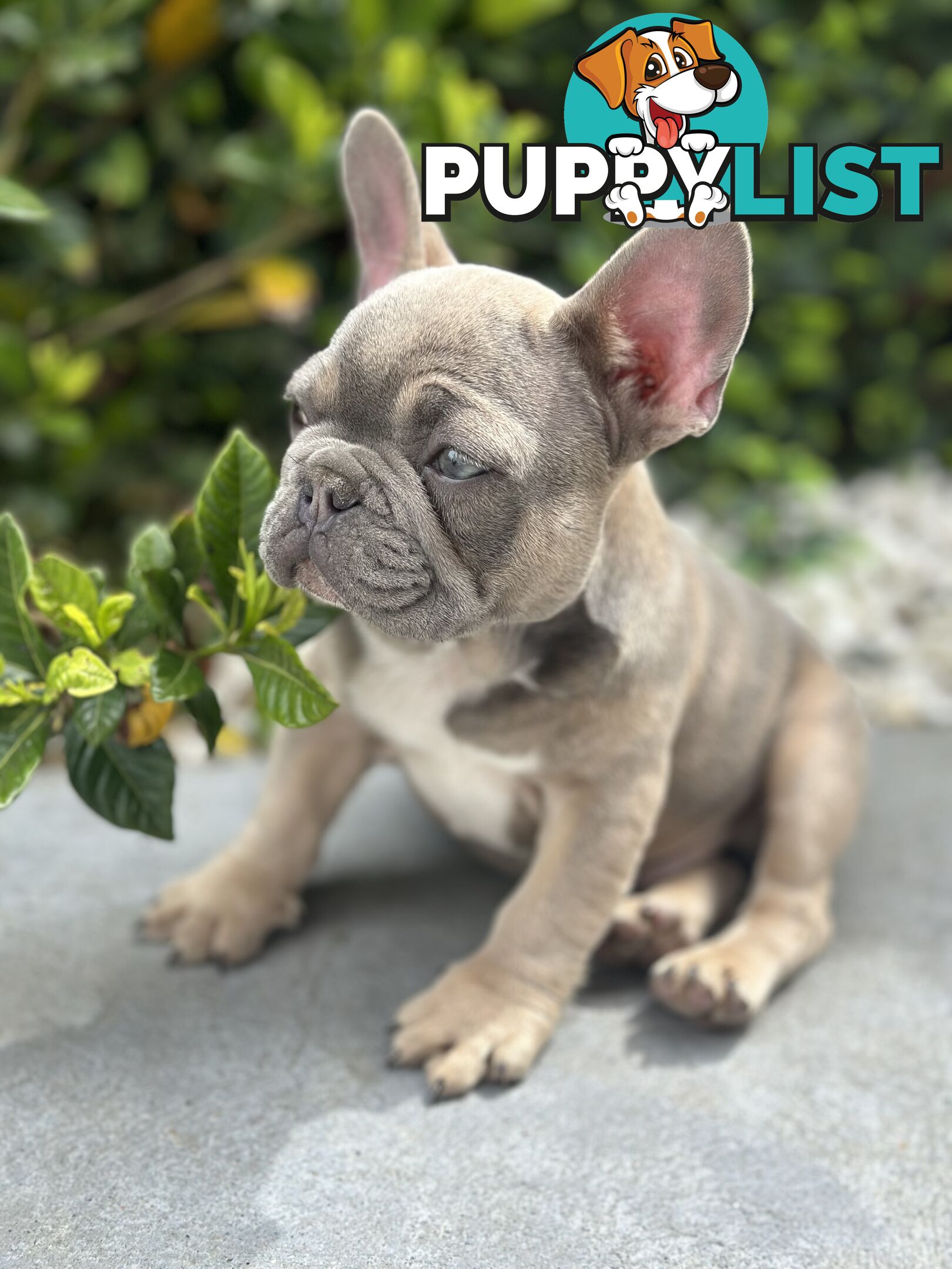 Purebred French Bulldog Female – Imported Bloodlines – Rare and Ready for a Loving Home