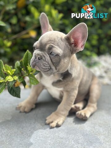 Purebred French Bulldog Female – Imported Bloodlines – Rare and Ready for a Loving Home