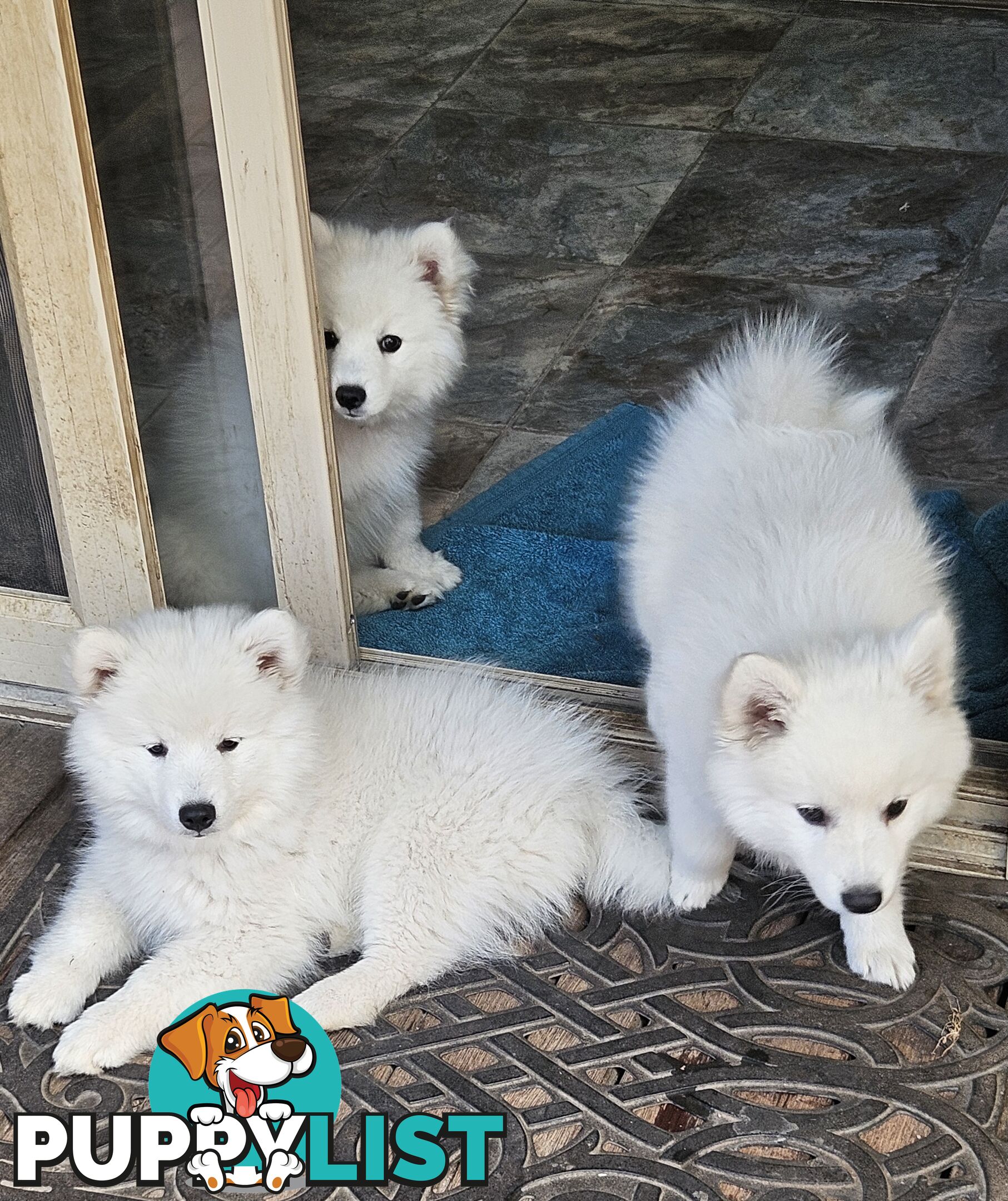 Pure Bred Japanese Spitz puppies for sale