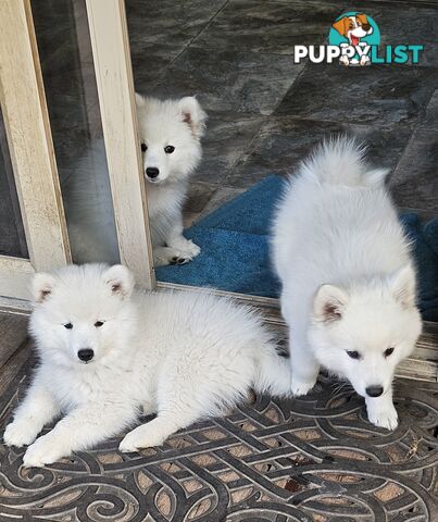 Pure Bred Japanese Spitz puppies for sale