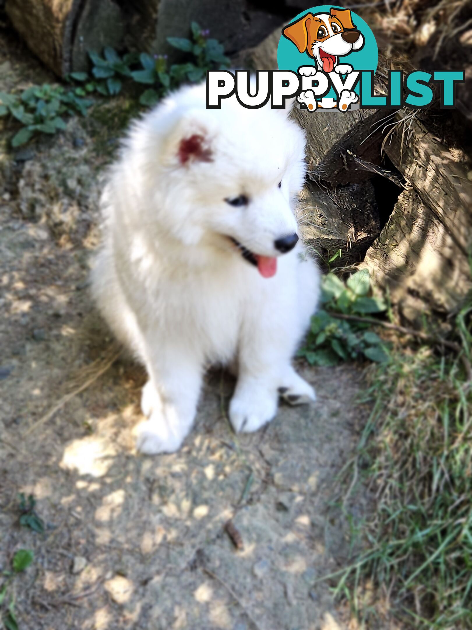 Pure Bred Japanese Spitz puppies for sale