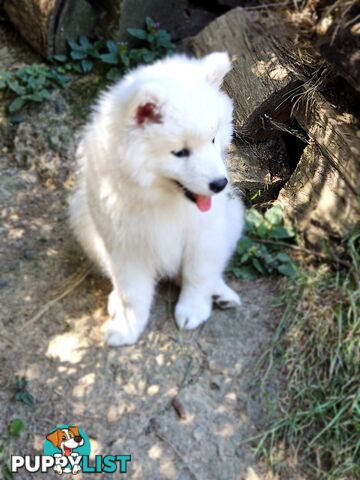 Pure Bred Japanese Spitz puppies for sale