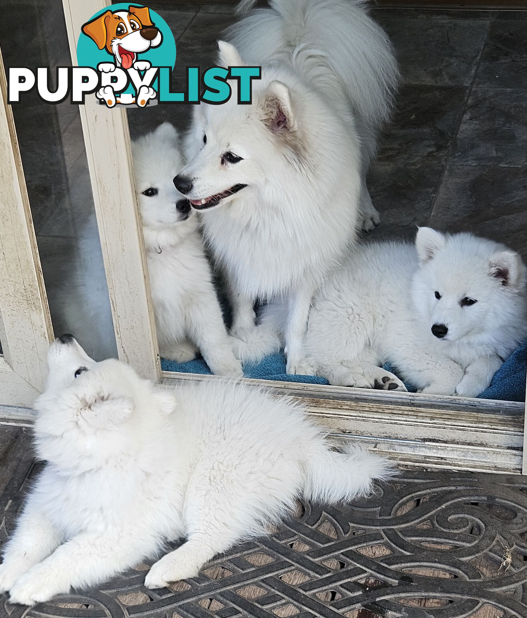 Pure Bred Japanese Spitz puppies for sale