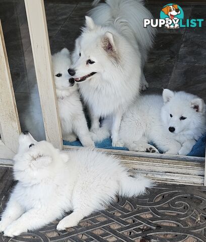 Pure Bred Japanese Spitz puppies for sale