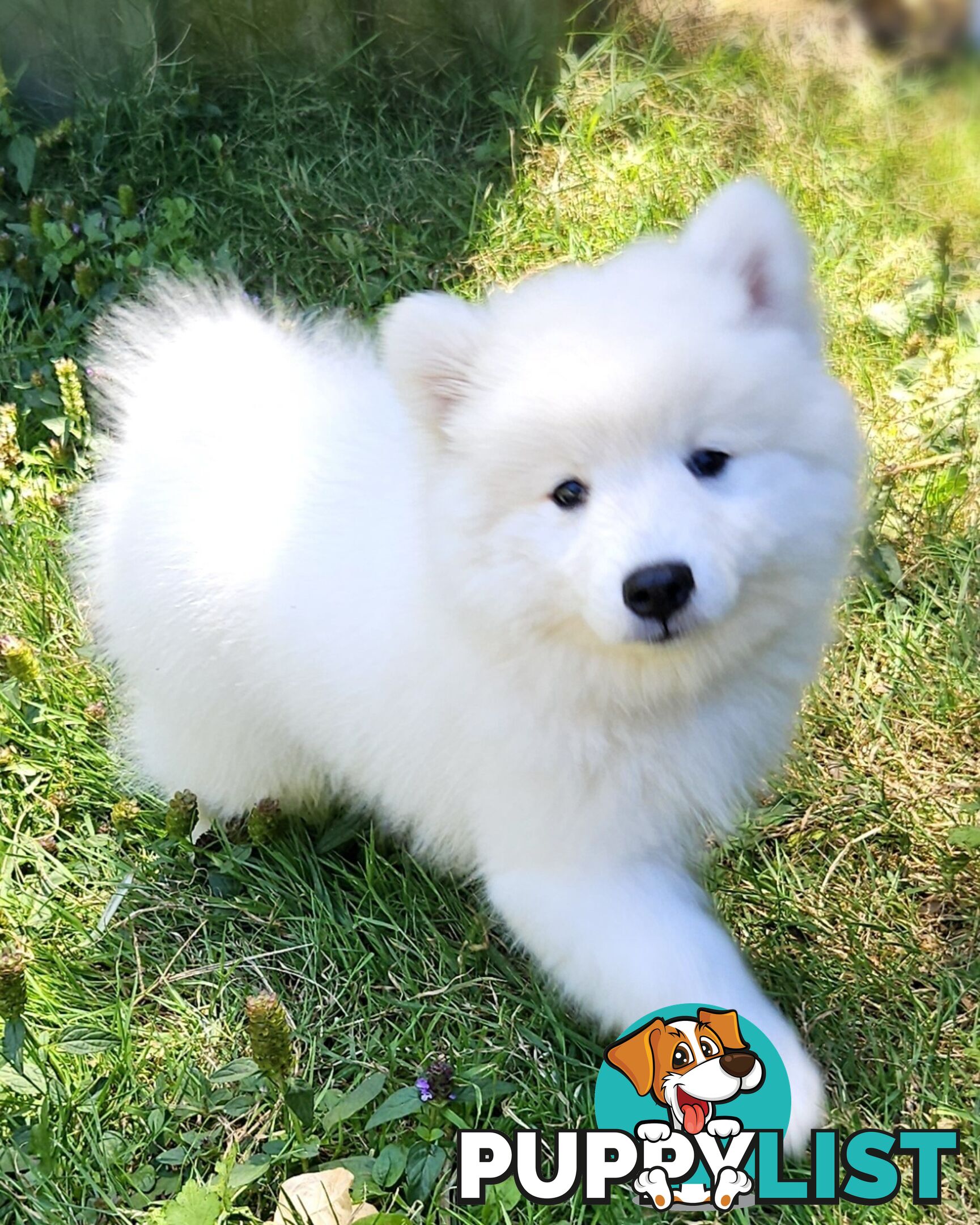 Pure Bred Japanese Spitz puppies for sale