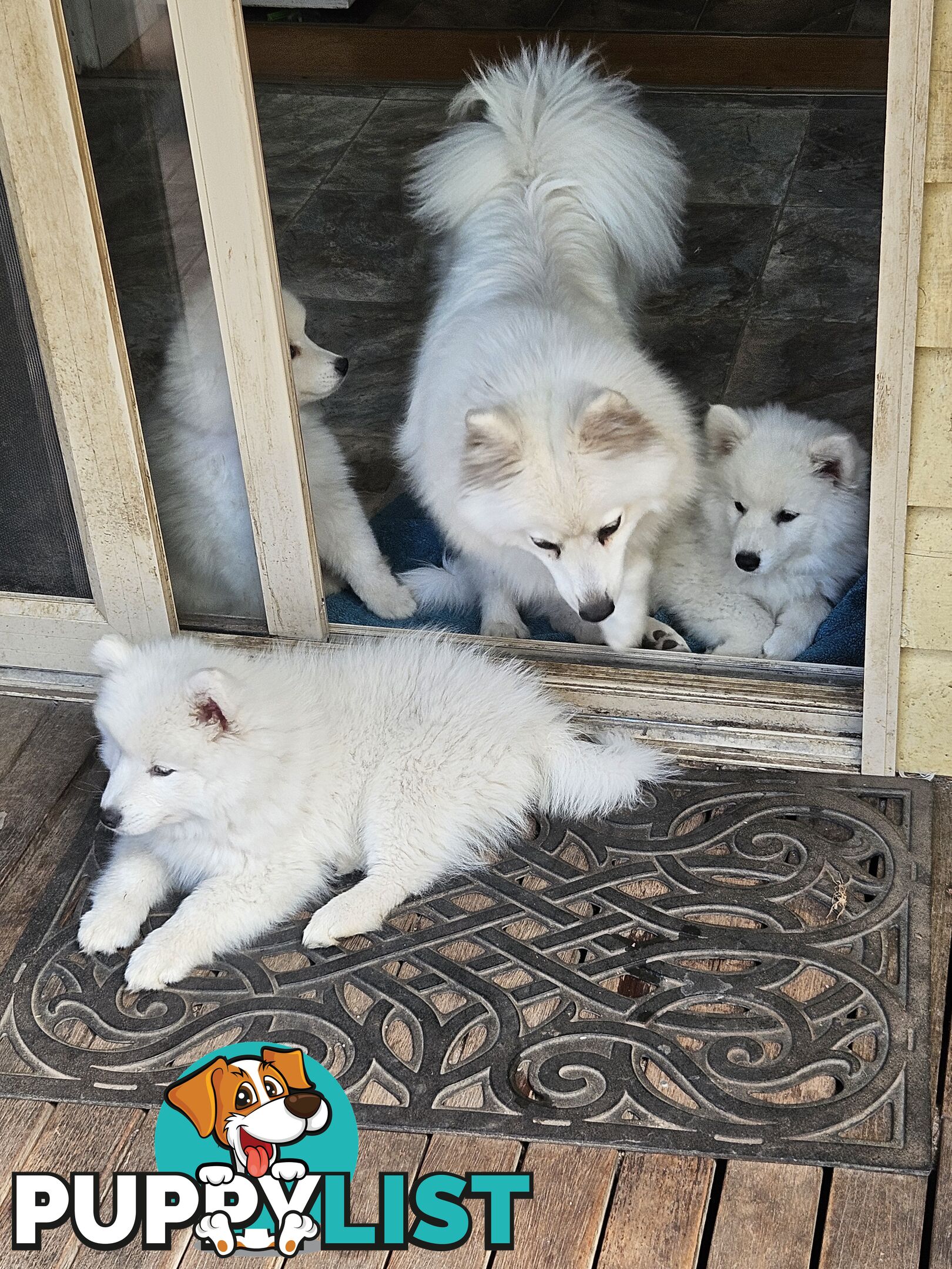 Pure Bred Japanese Spitz puppies for sale