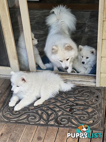 Pure Bred Japanese Spitz puppies for sale