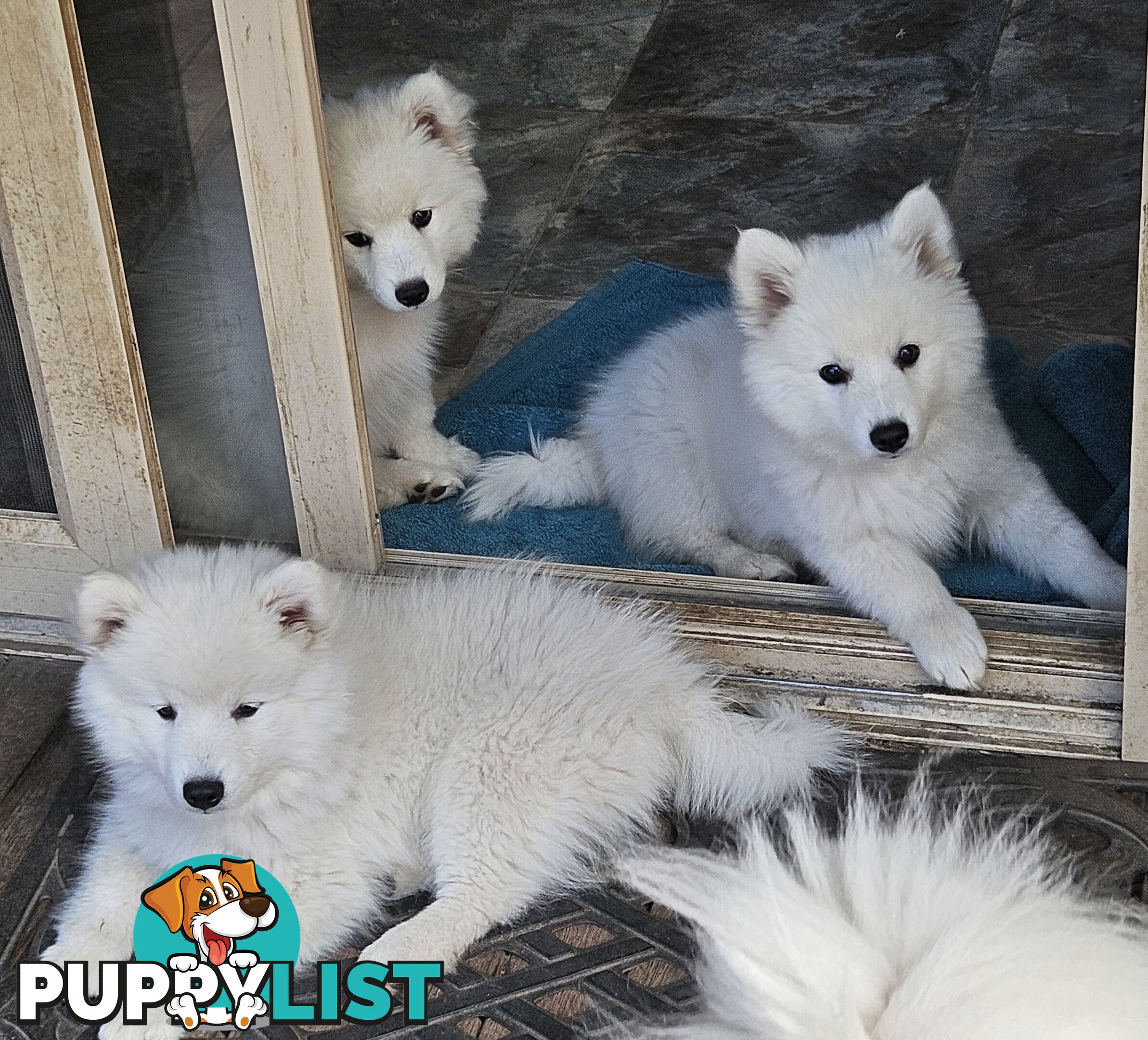 Pure Bred Japanese Spitz puppies for sale