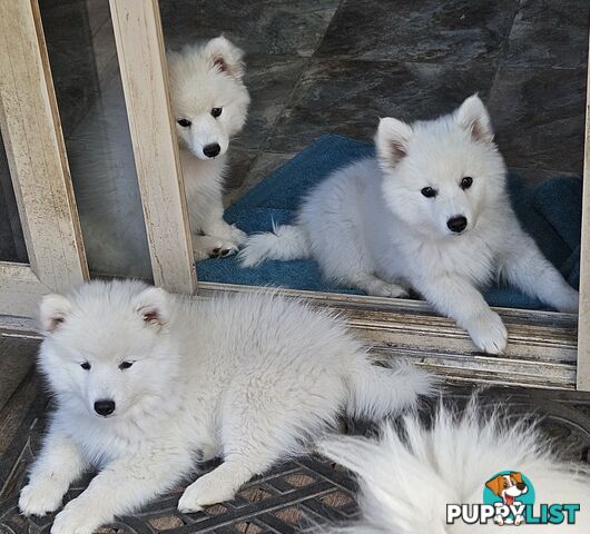 Pure Bred Japanese Spitz puppies for sale