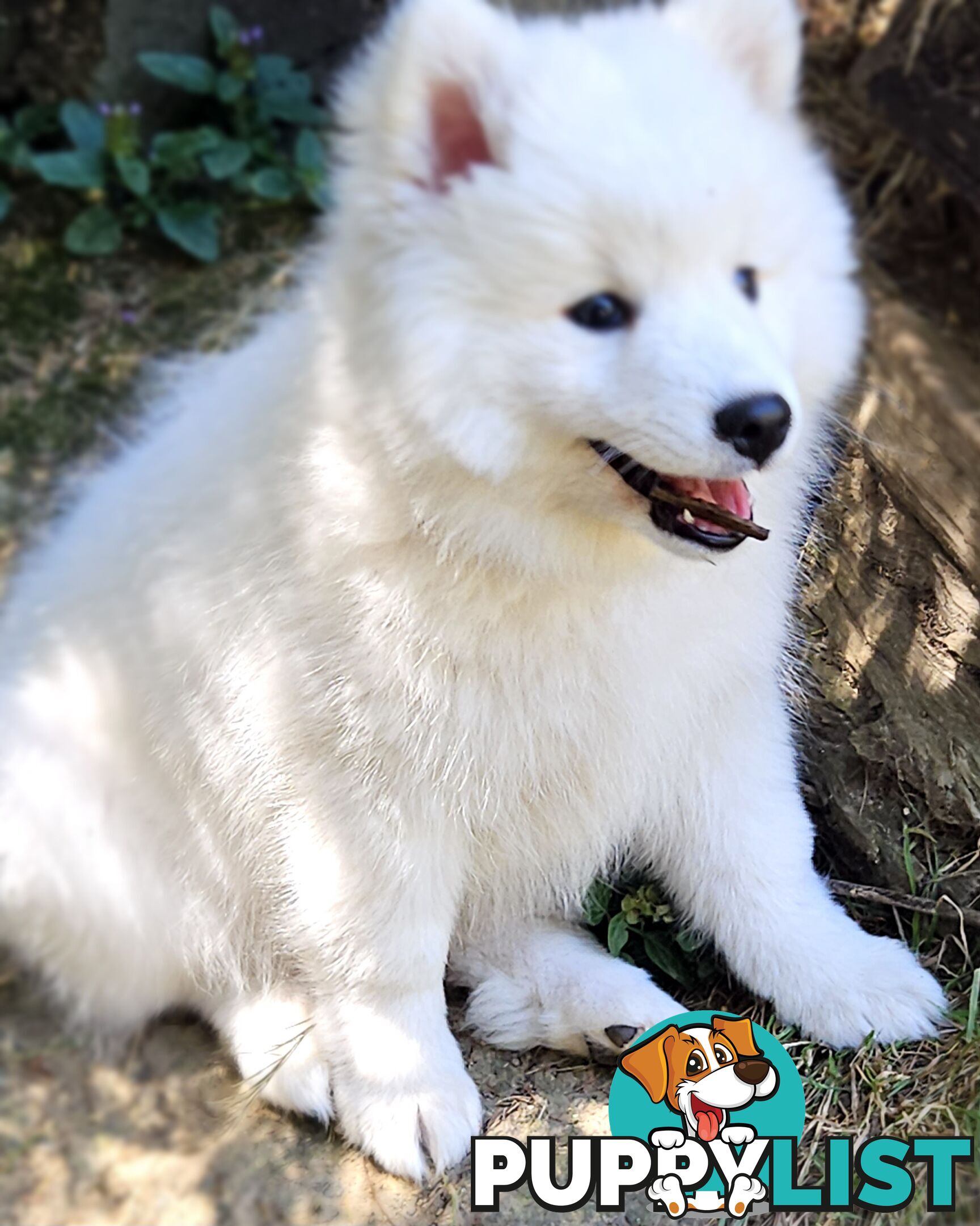 Pure Bred Japanese Spitz puppies for sale