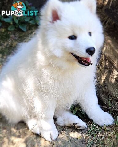 Pure Bred Japanese Spitz puppies for sale