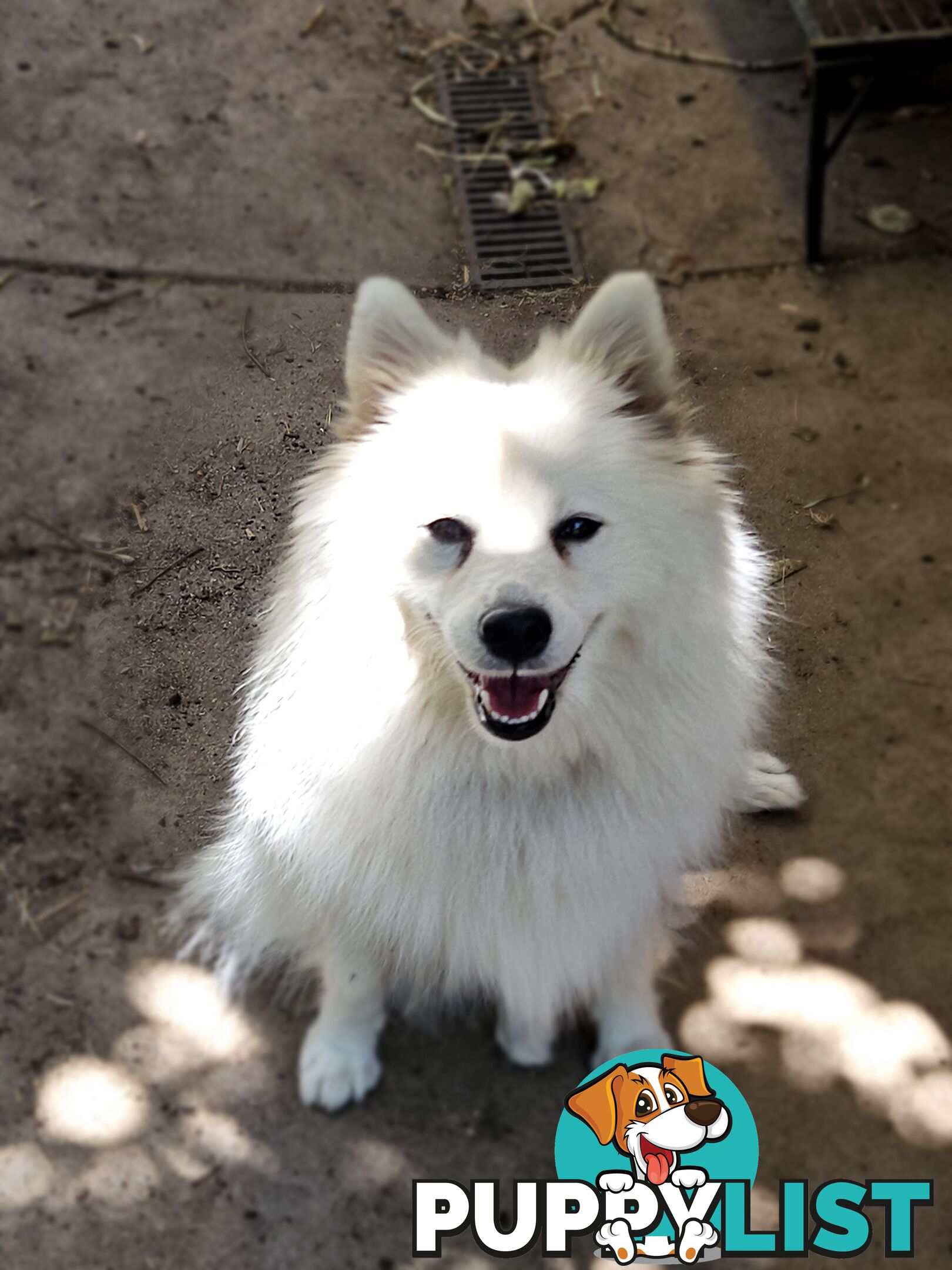 Pure Bred Japanese Spitz puppies for sale