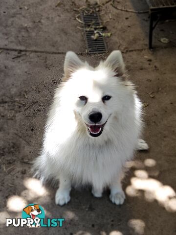 Pure Bred Japanese Spitz puppies for sale