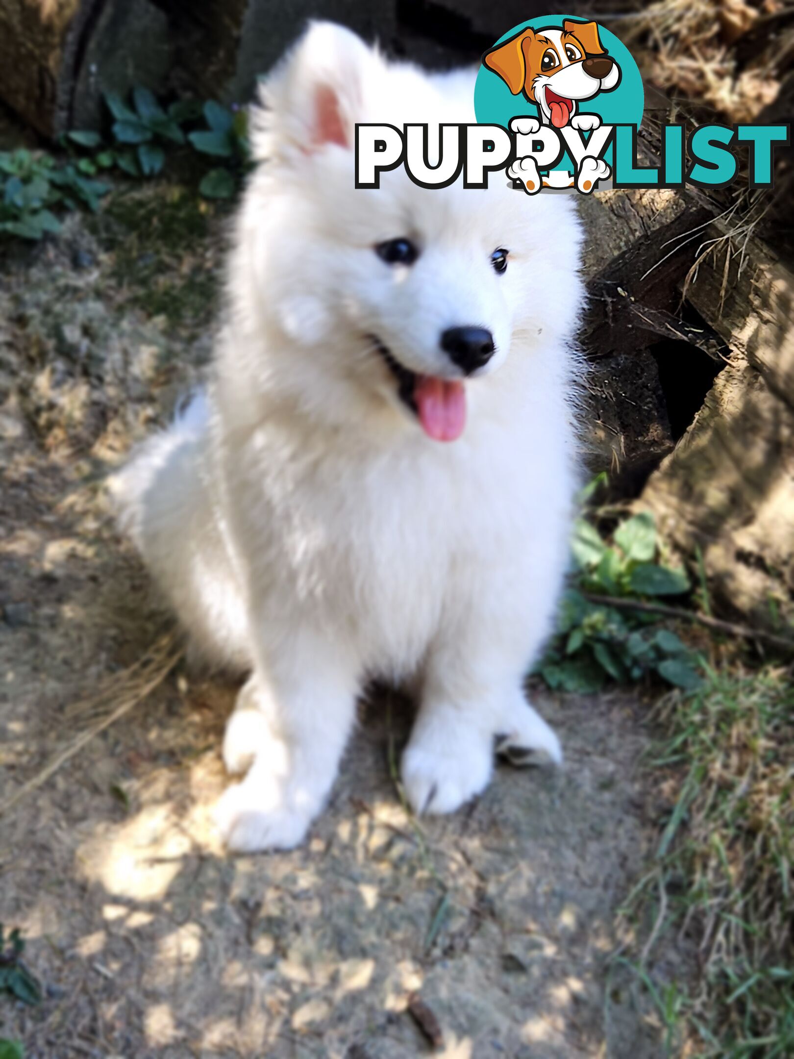 Pure Bred Japanese Spitz puppies for sale