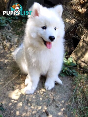 Pure Bred Japanese Spitz puppies for sale