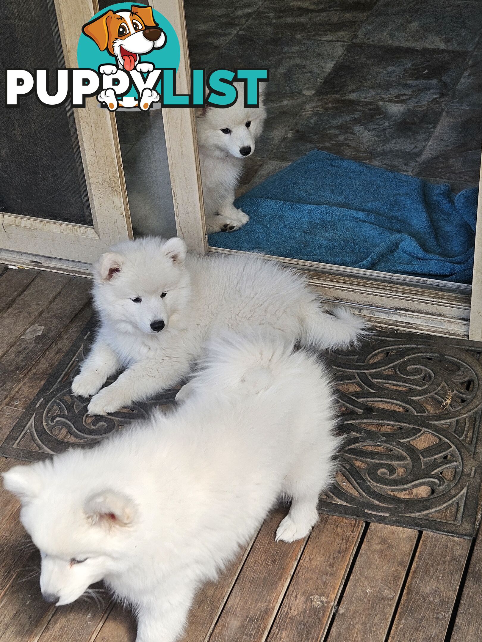 Pure Bred Japanese Spitz puppies for sale