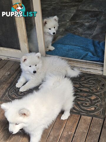 Pure Bred Japanese Spitz puppies for sale