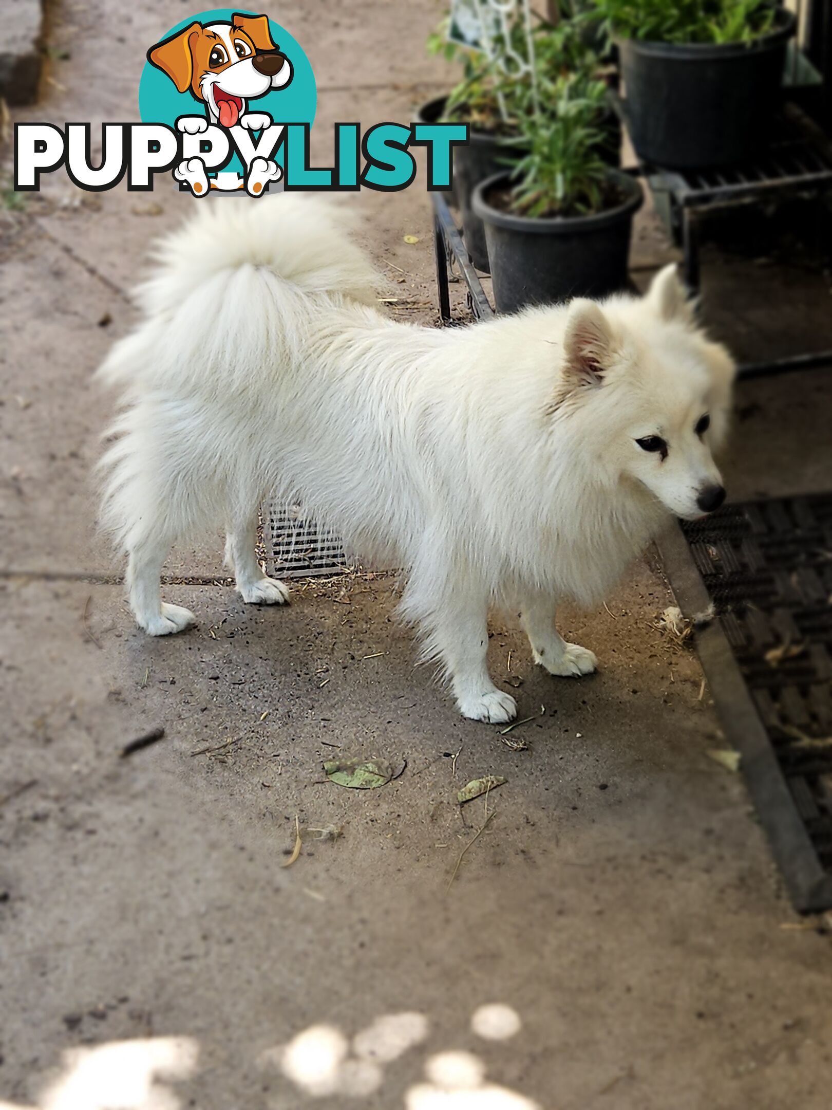 Pure Bred Japanese Spitz puppies for sale