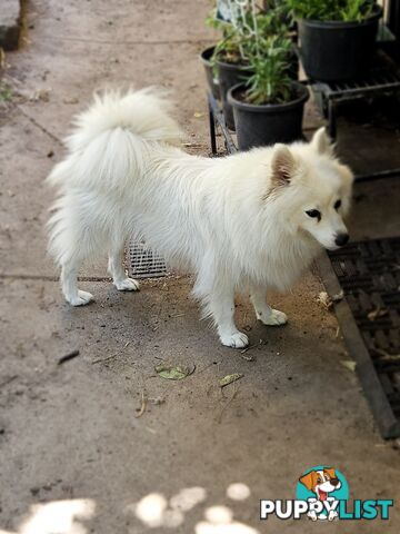 Pure Bred Japanese Spitz puppies for sale