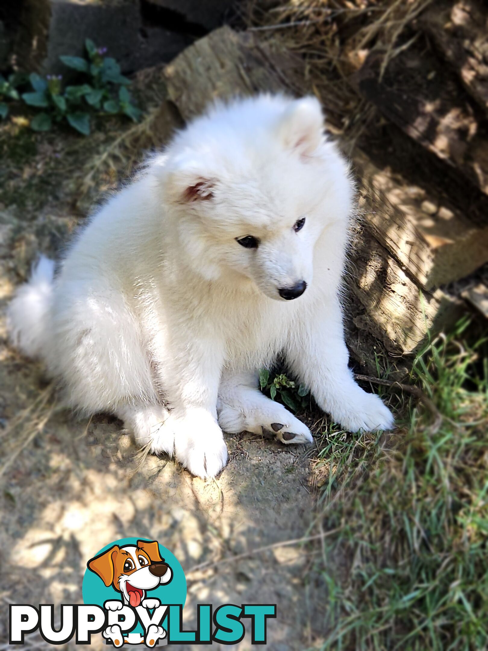 Pure Bred Japanese Spitz puppies for sale