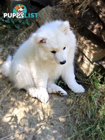 Pure Bred Japanese Spitz puppies for sale