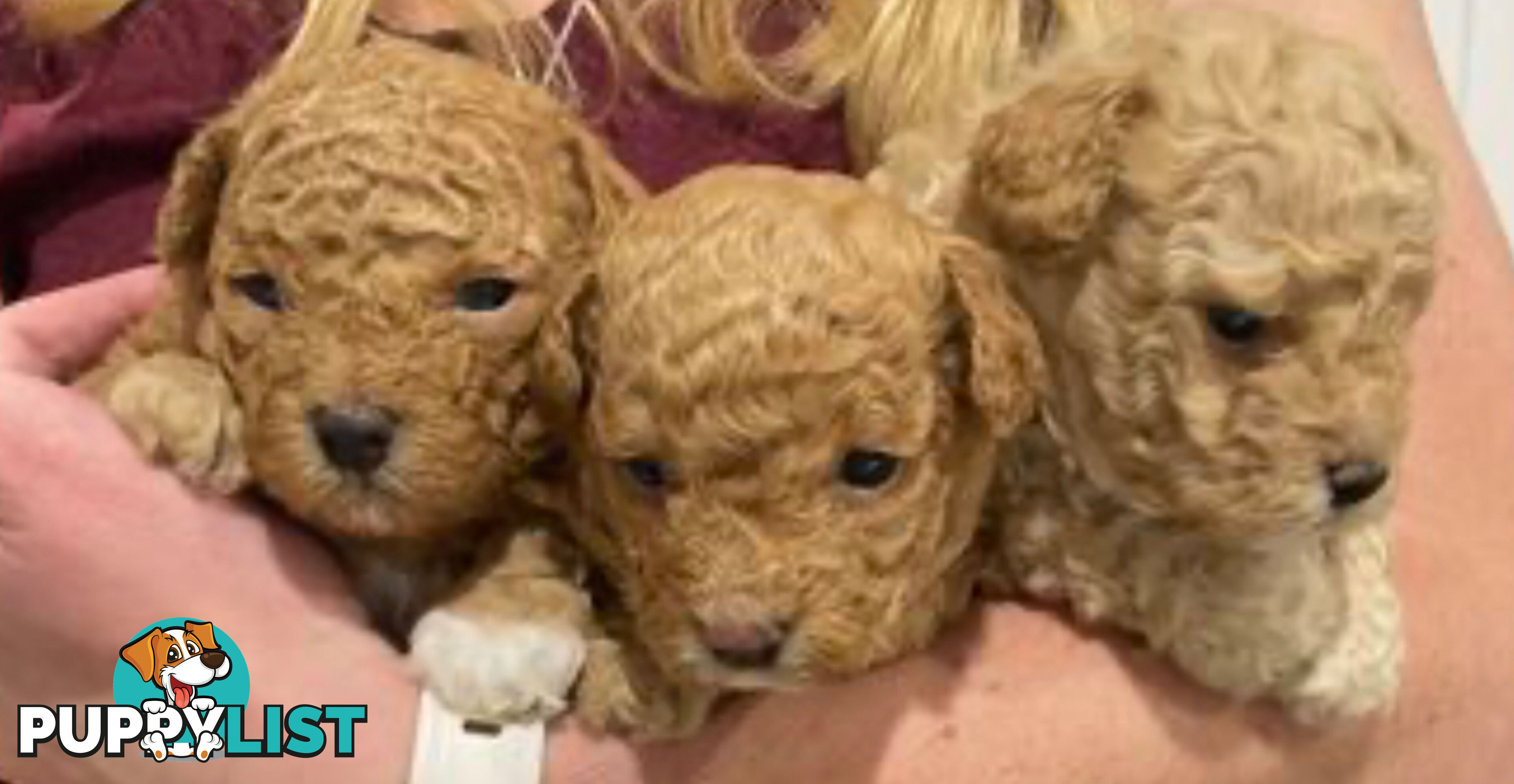 Toy Shmoodle puppies available 2nd July!