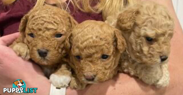 Toy Shmoodle puppies available 2nd July!