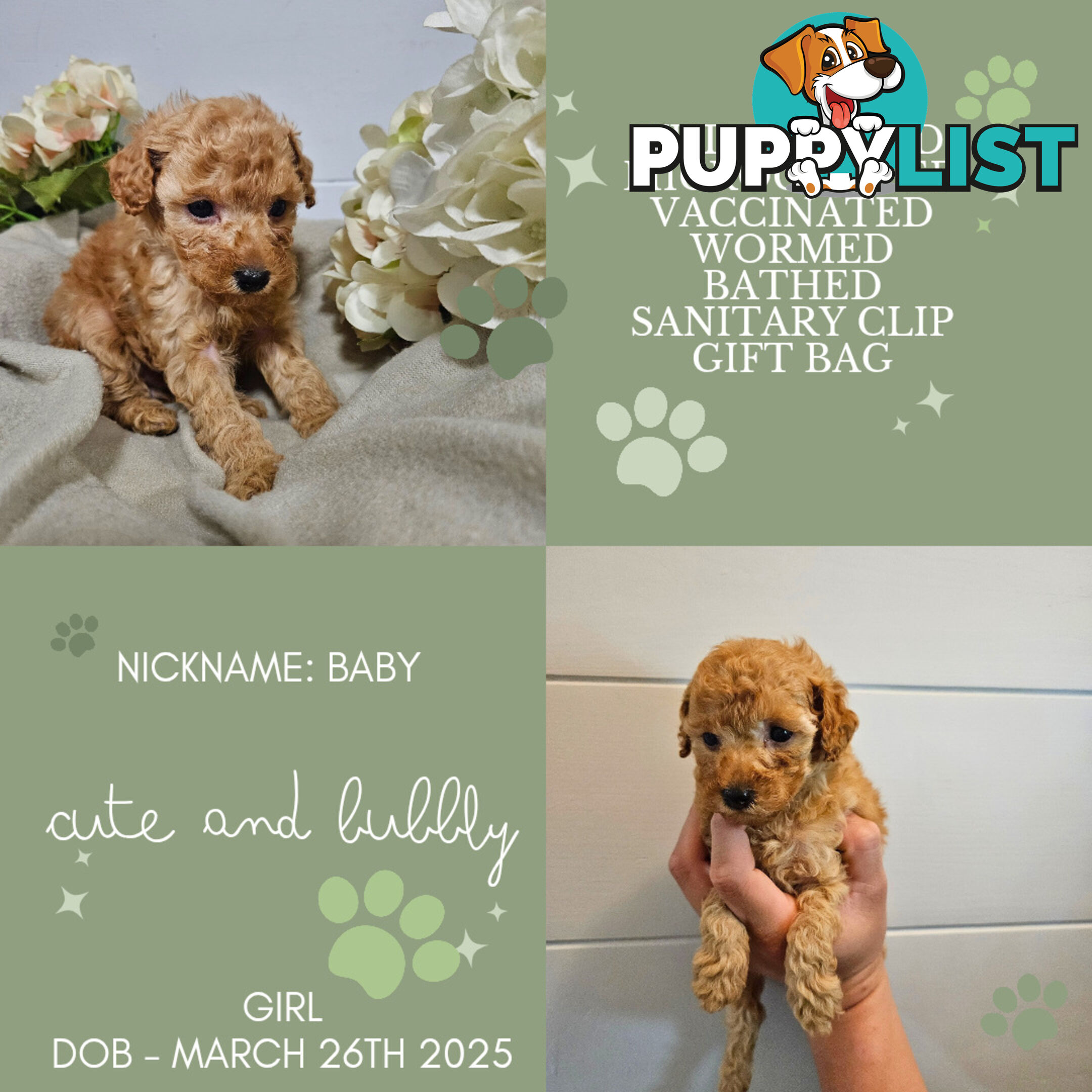 Purebred Toy Poodles✨️