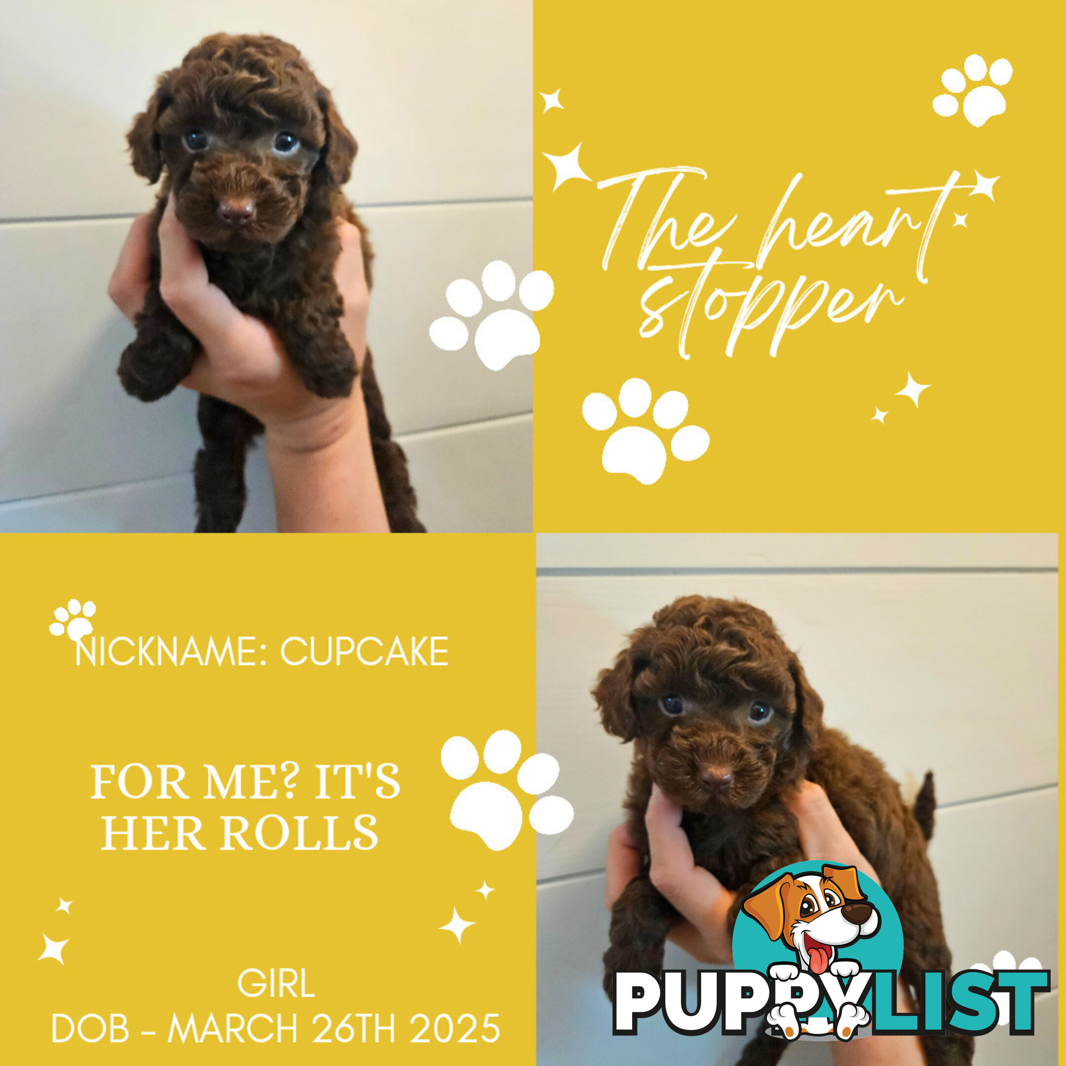 Purebred Toy Poodles✨️