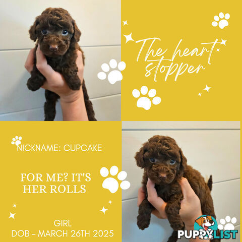 Purebred Toy Poodles✨️