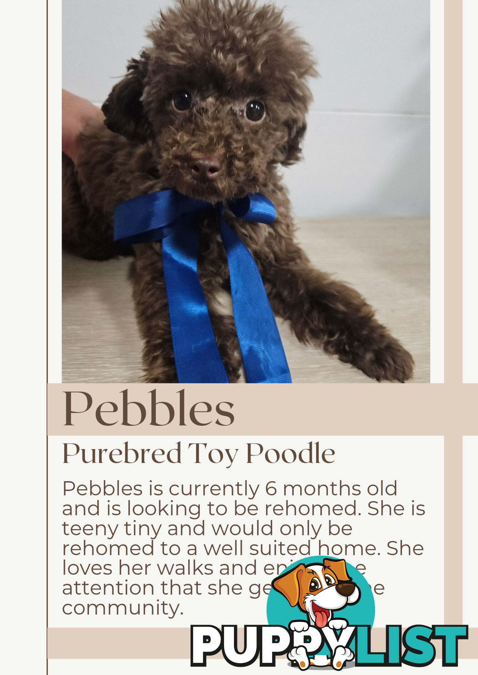 Purebred Toy Poodles✨️