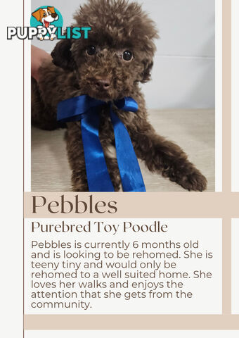 Purebred Toy Poodles✨️