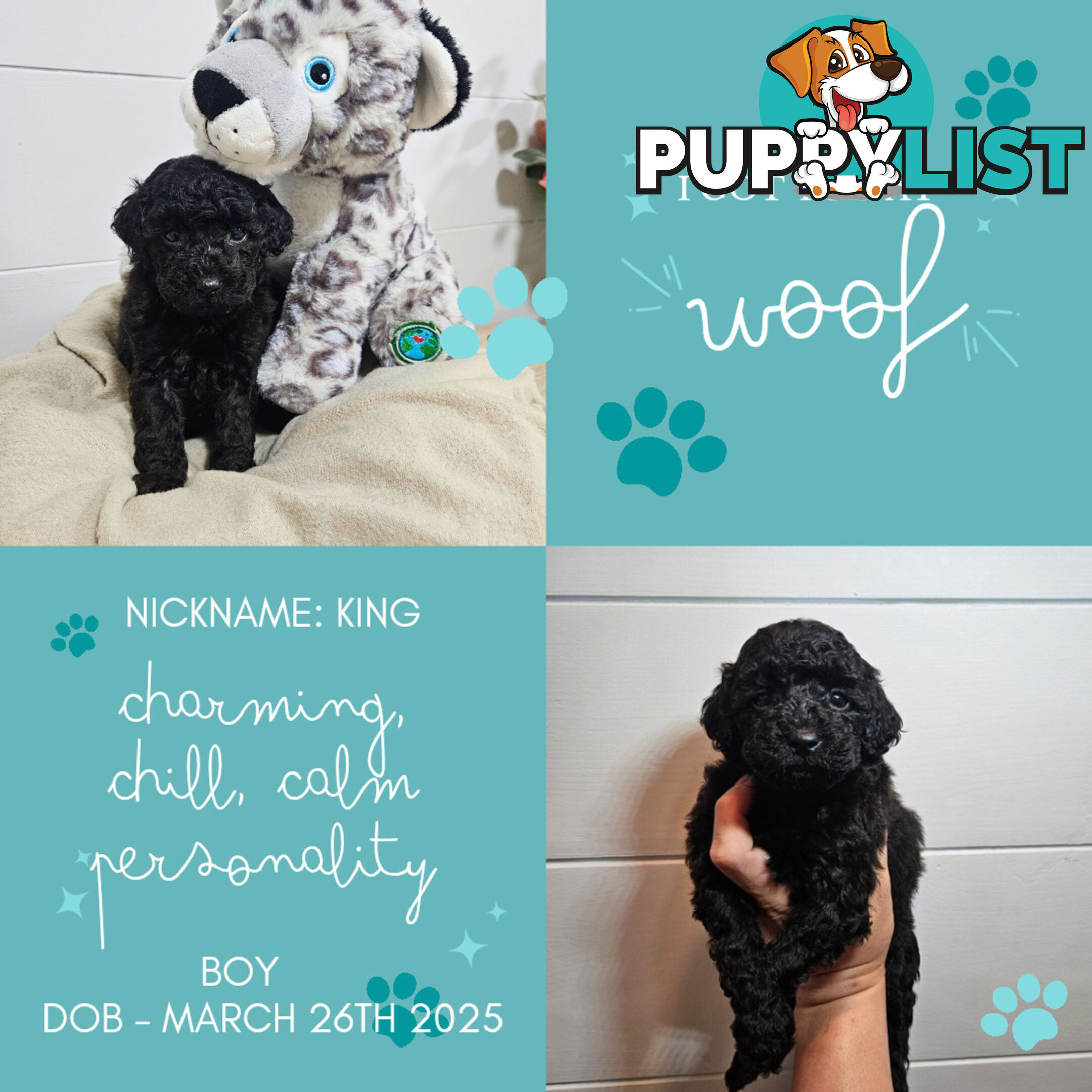 Purebred Toy Poodles✨️
