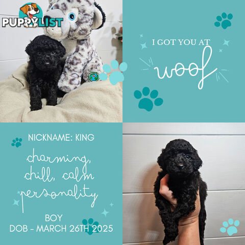 Purebred Toy Poodles✨️
