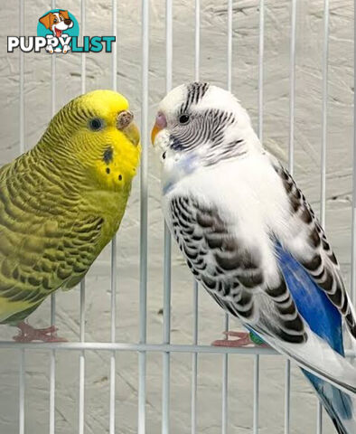 Parakeets for sale