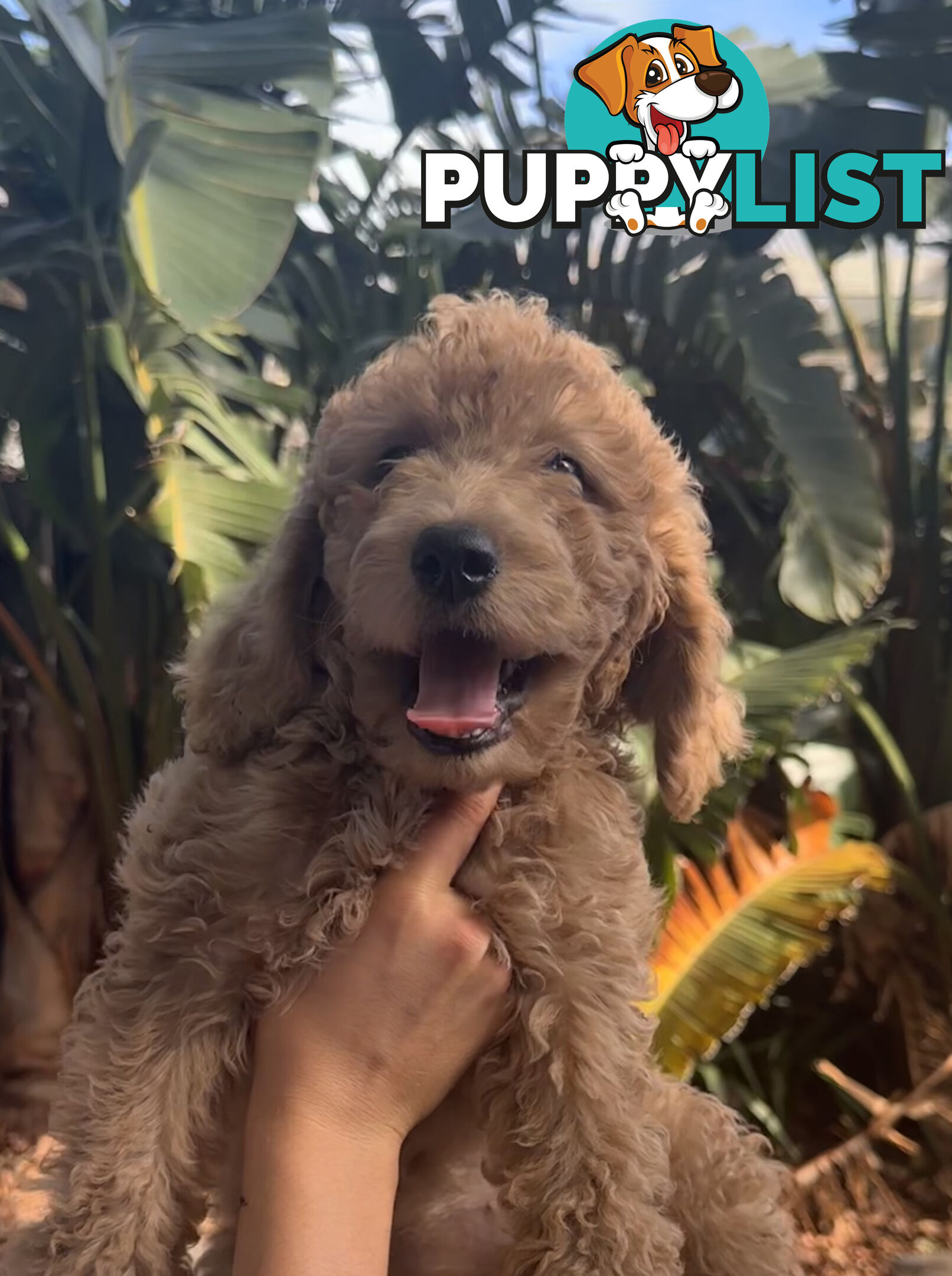 Groodle Puppies (Fully Vaccinated) non-shed/ hypoallergenic