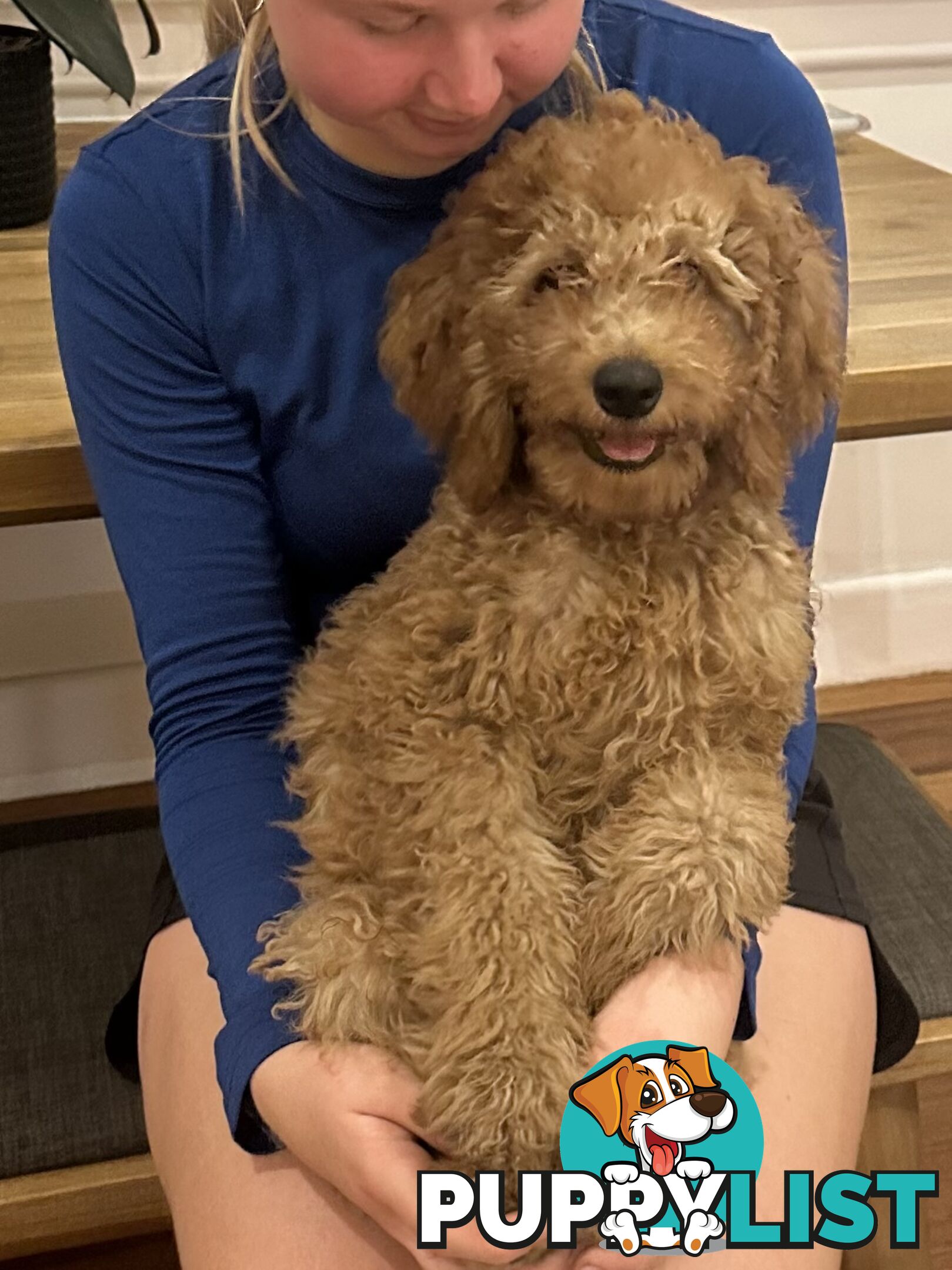 Only one Groodle Puppy Left! 16 Weeks, Fully Vaccinated!