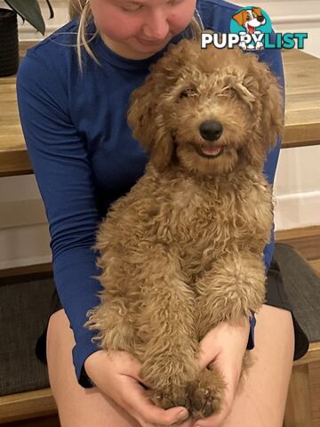 Only one Groodle Puppy Left! 16 Weeks, Fully Vaccinated!