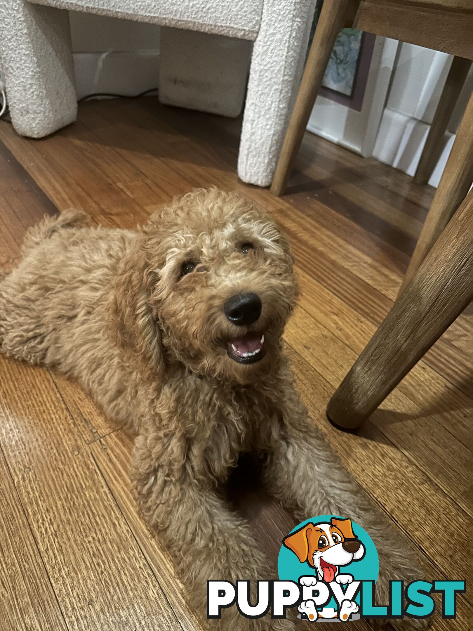 Only one Groodle Puppy Left! 16 Weeks, Fully Vaccinated!