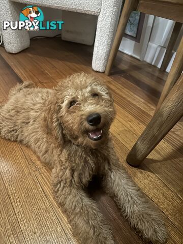 Only one Groodle Puppy Left! 16 Weeks, Fully Vaccinated!