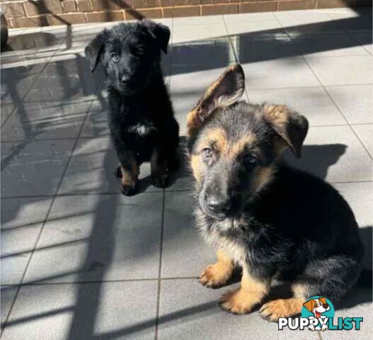 German Shepherd Puppy Sales