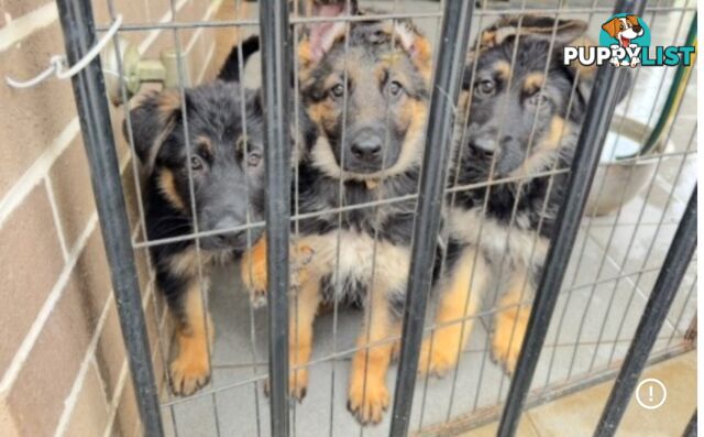 German Shepherd Puppy Sales