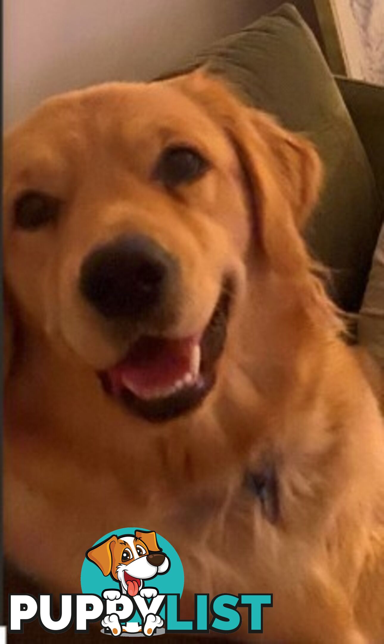 Golden Retriever