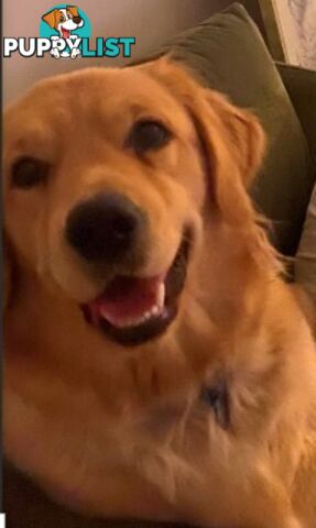 Golden Retriever