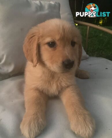 Golden Retriever