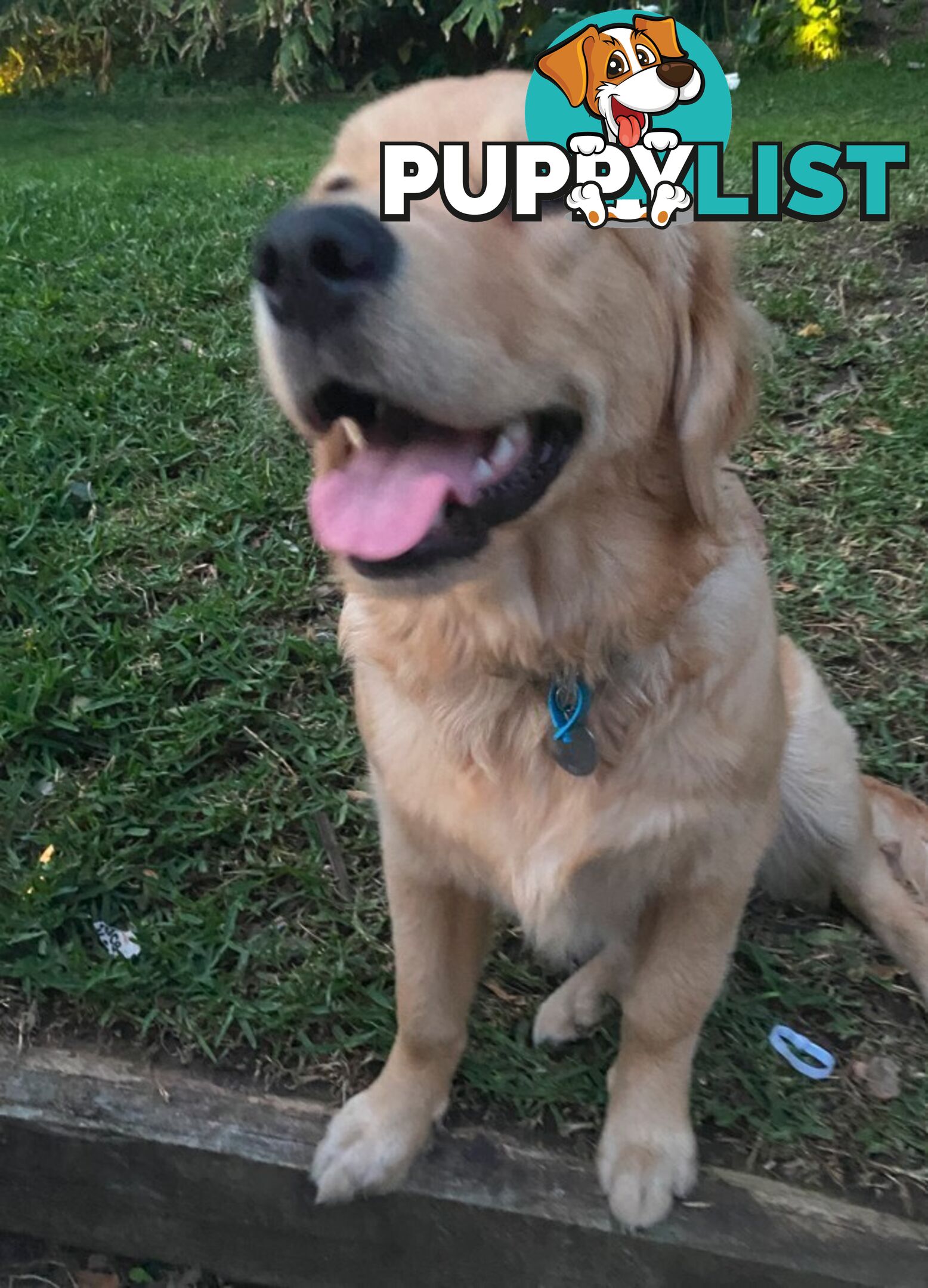 Golden Retriever