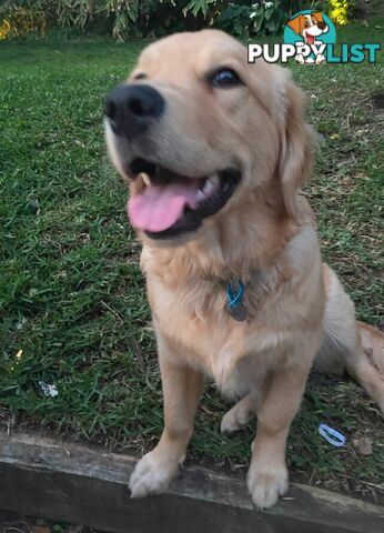 Golden Retriever