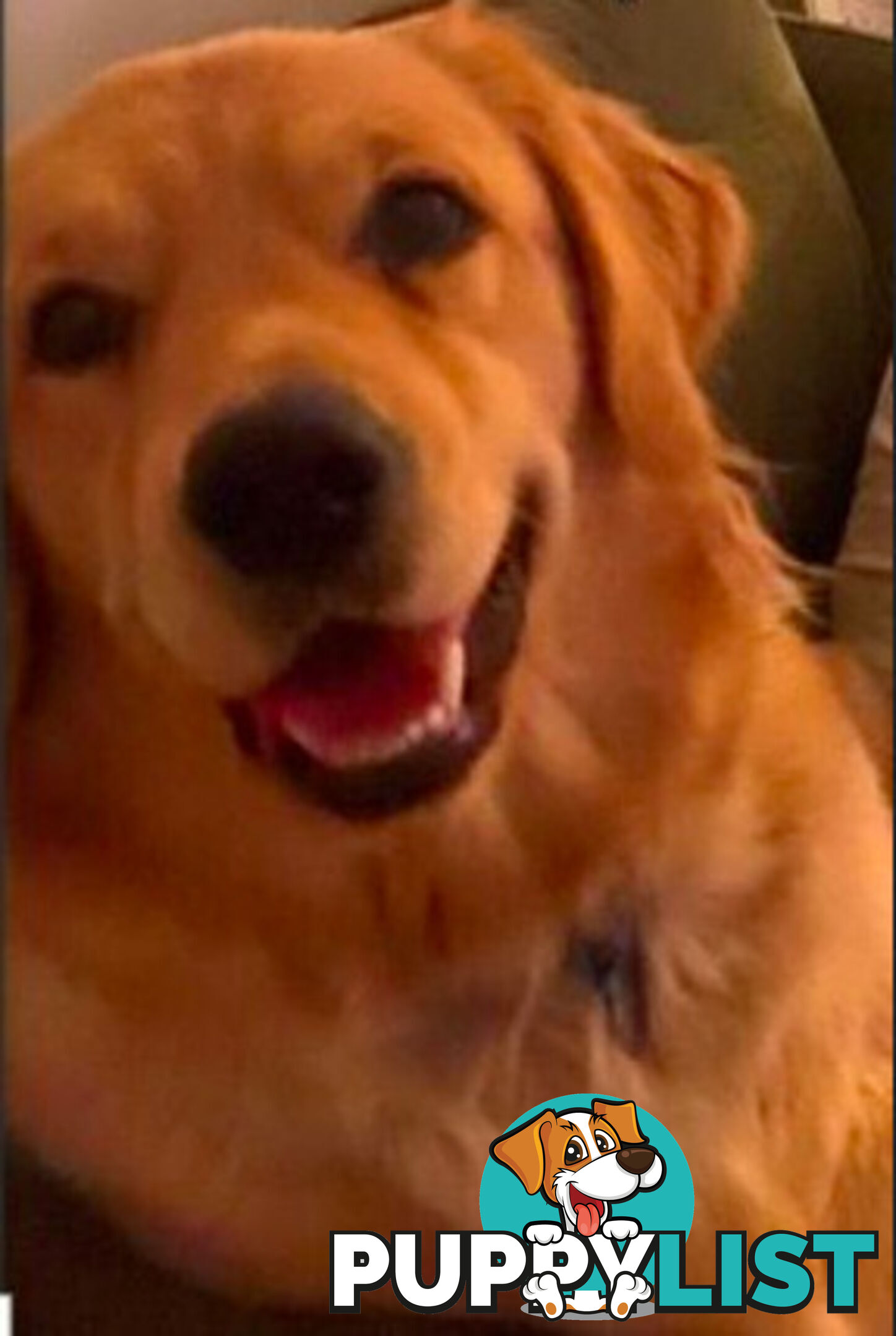 Golden Retriever