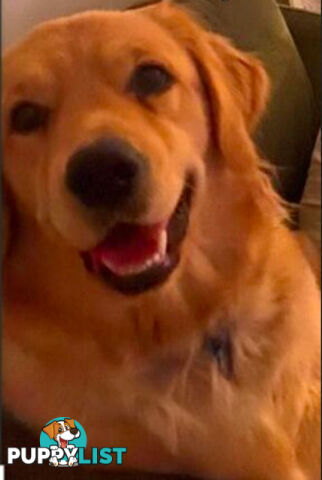 Golden Retriever