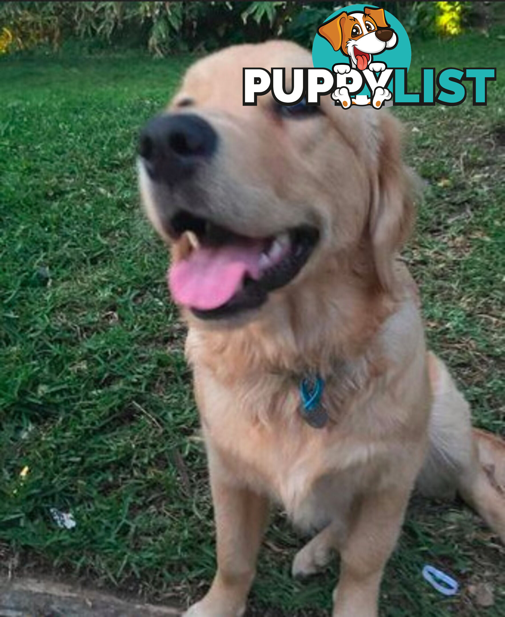 Golden Retriever